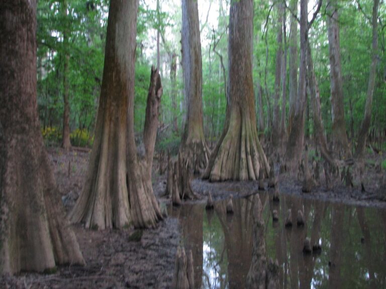 Congaree