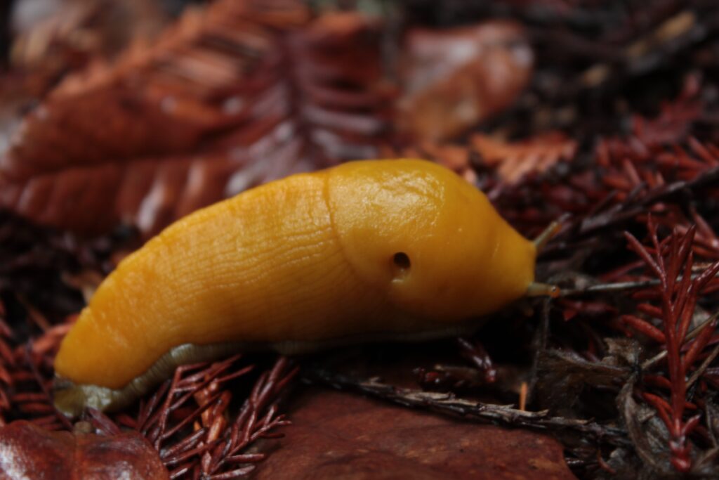 banana slug