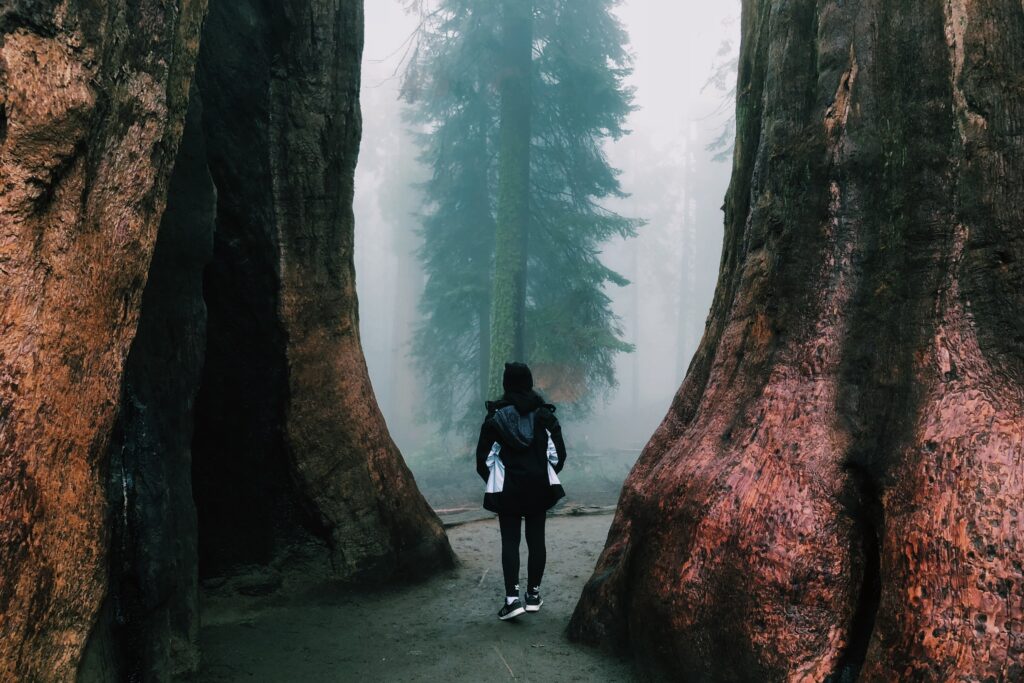 person between redwoods