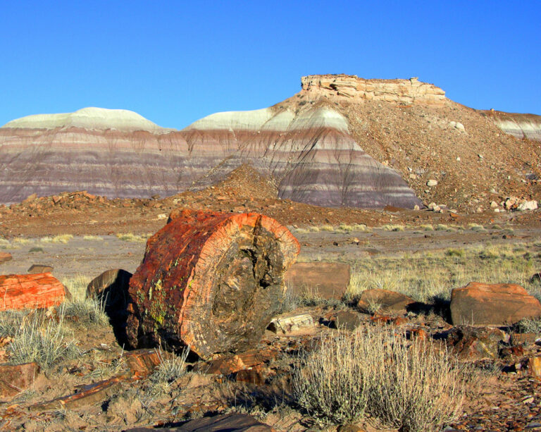 Petrified Forest National Park