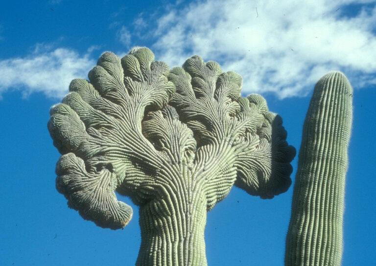 Saguaro National Park