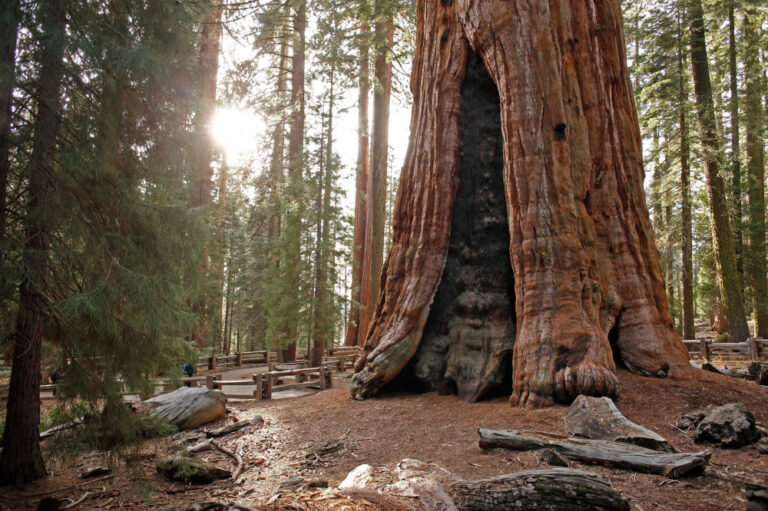 Sequoia National Park