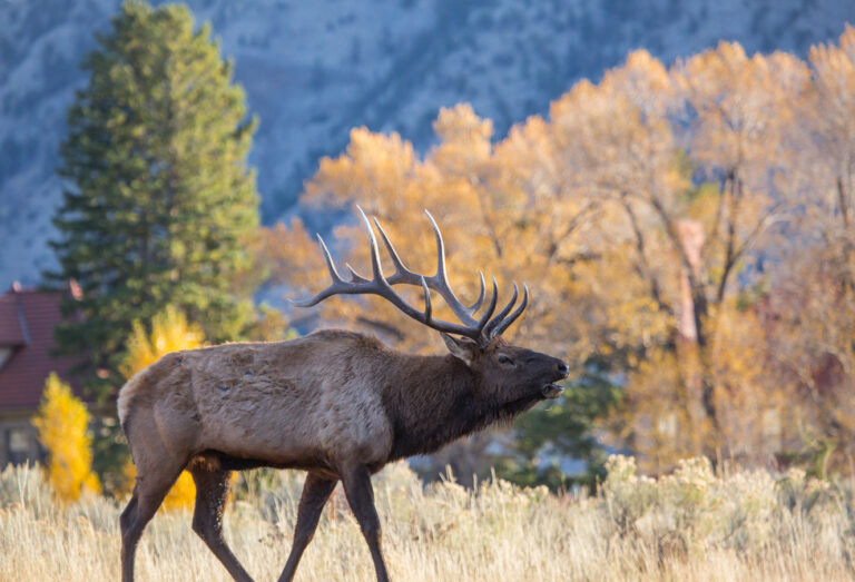 Yellowstone in September